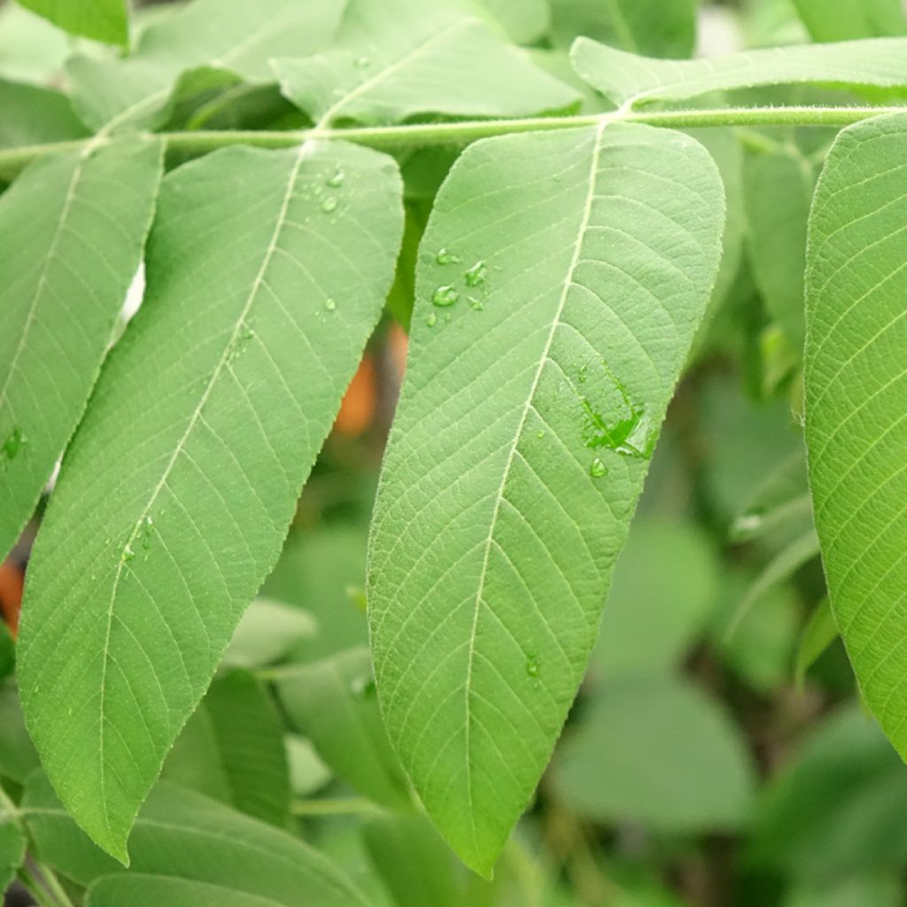 Grijze walnoot - Juglans cinerea