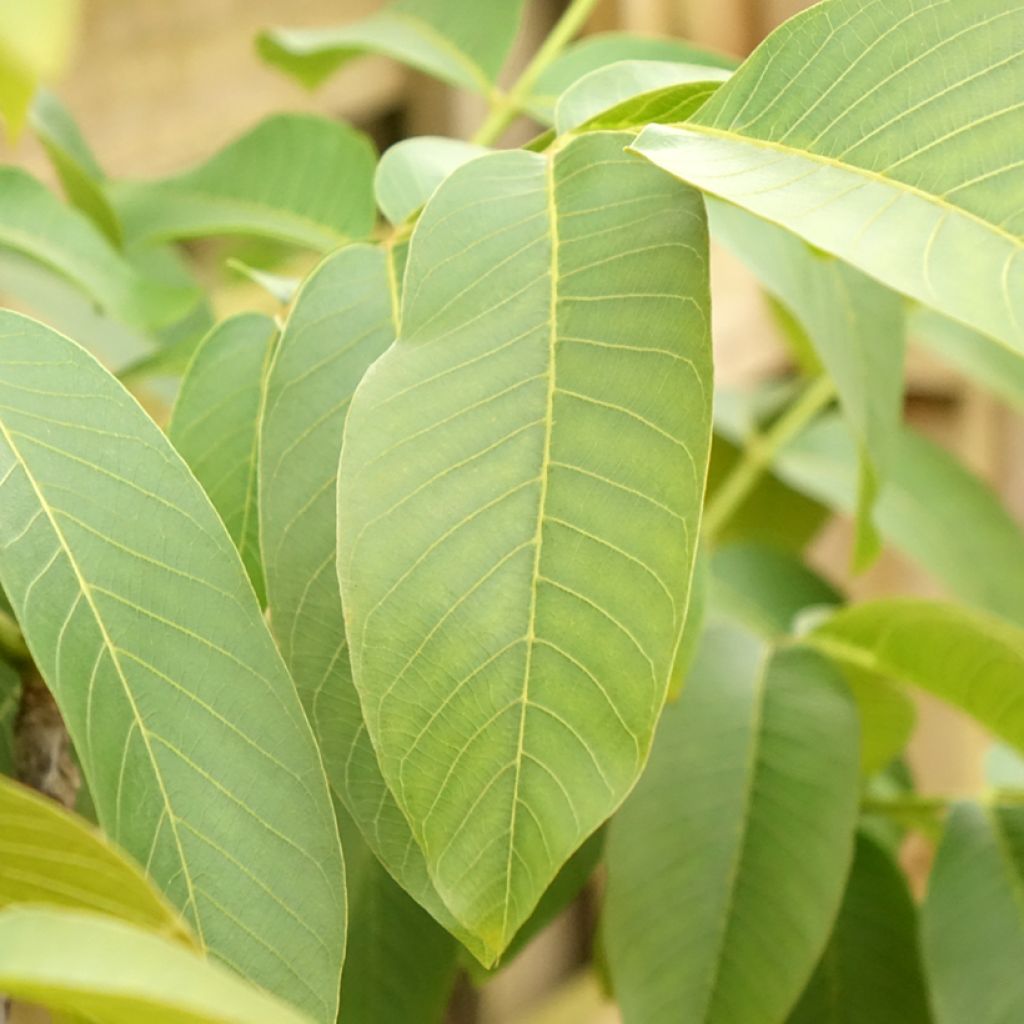 Walnoot Corne du Périgord