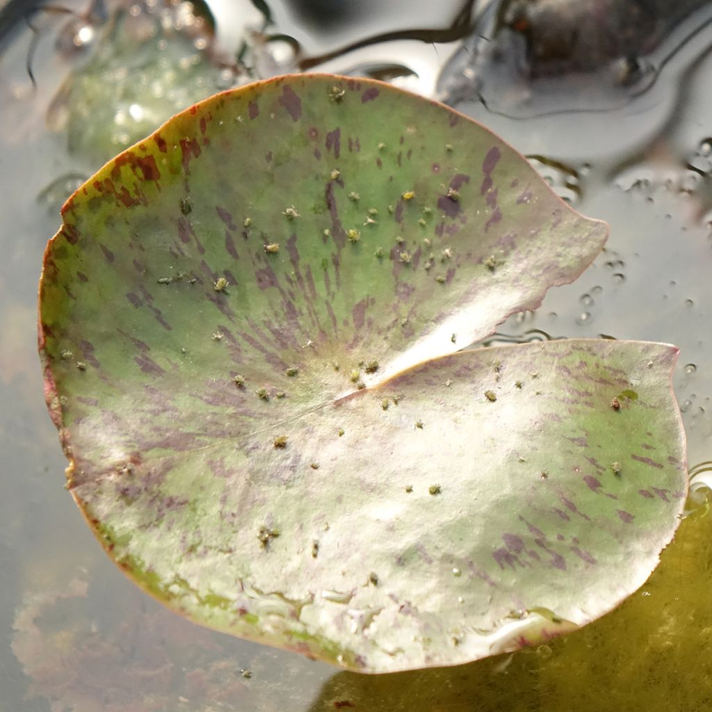 Nymphaea Carolina Sunset - Waterlelie
