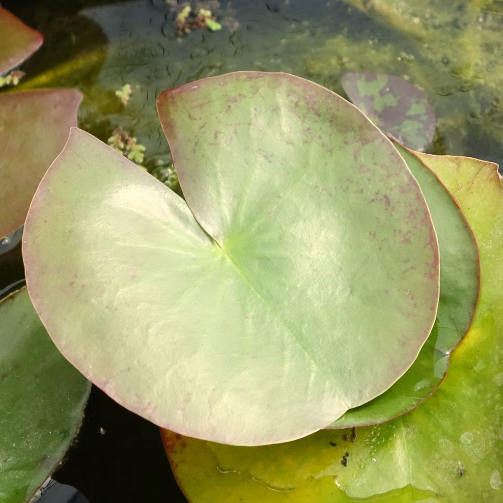 Nymphaea Clyde Ikins - Waterlelie
