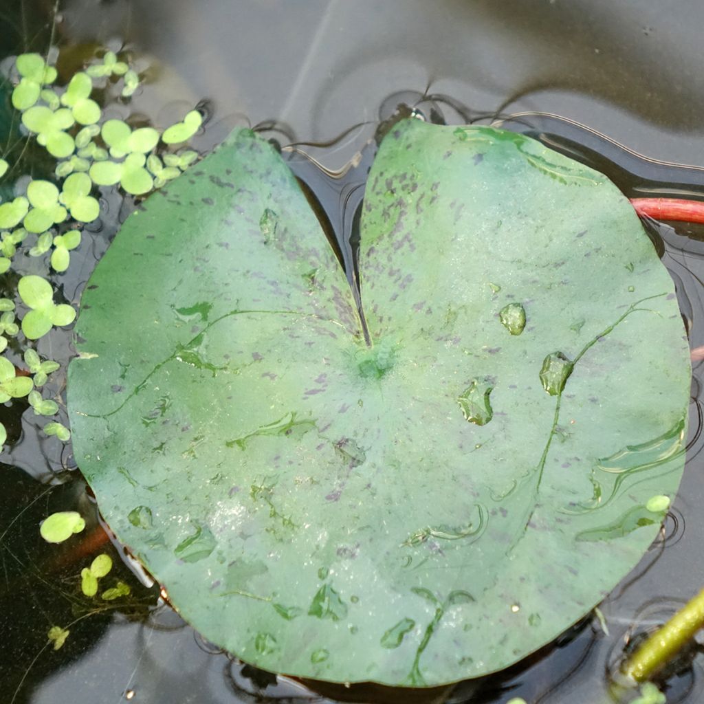 Nymphaea Joey Tomocik - Waterlelie