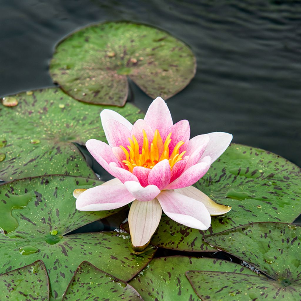 Nymphaea Laydekeri Liliacea - Waterlelie