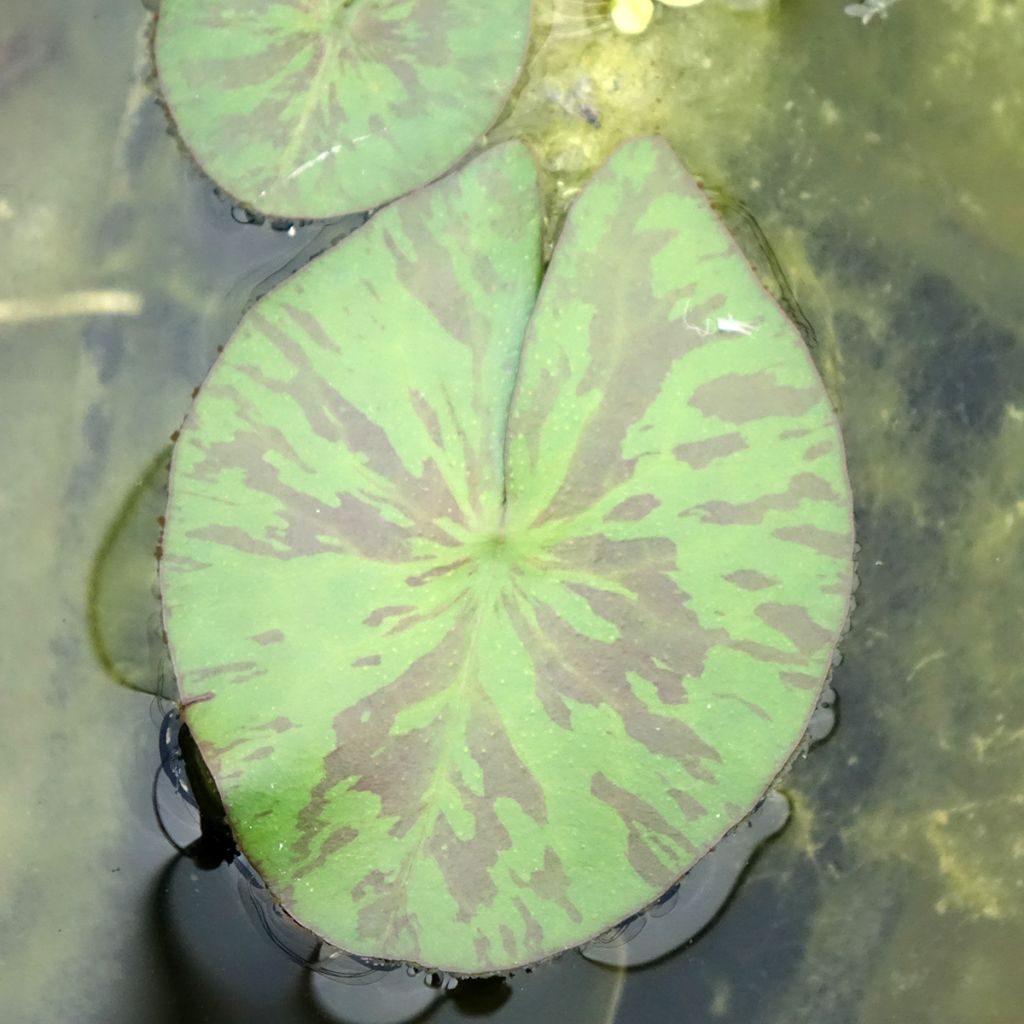 Nymphaea Marian Strawn - Waterlelie