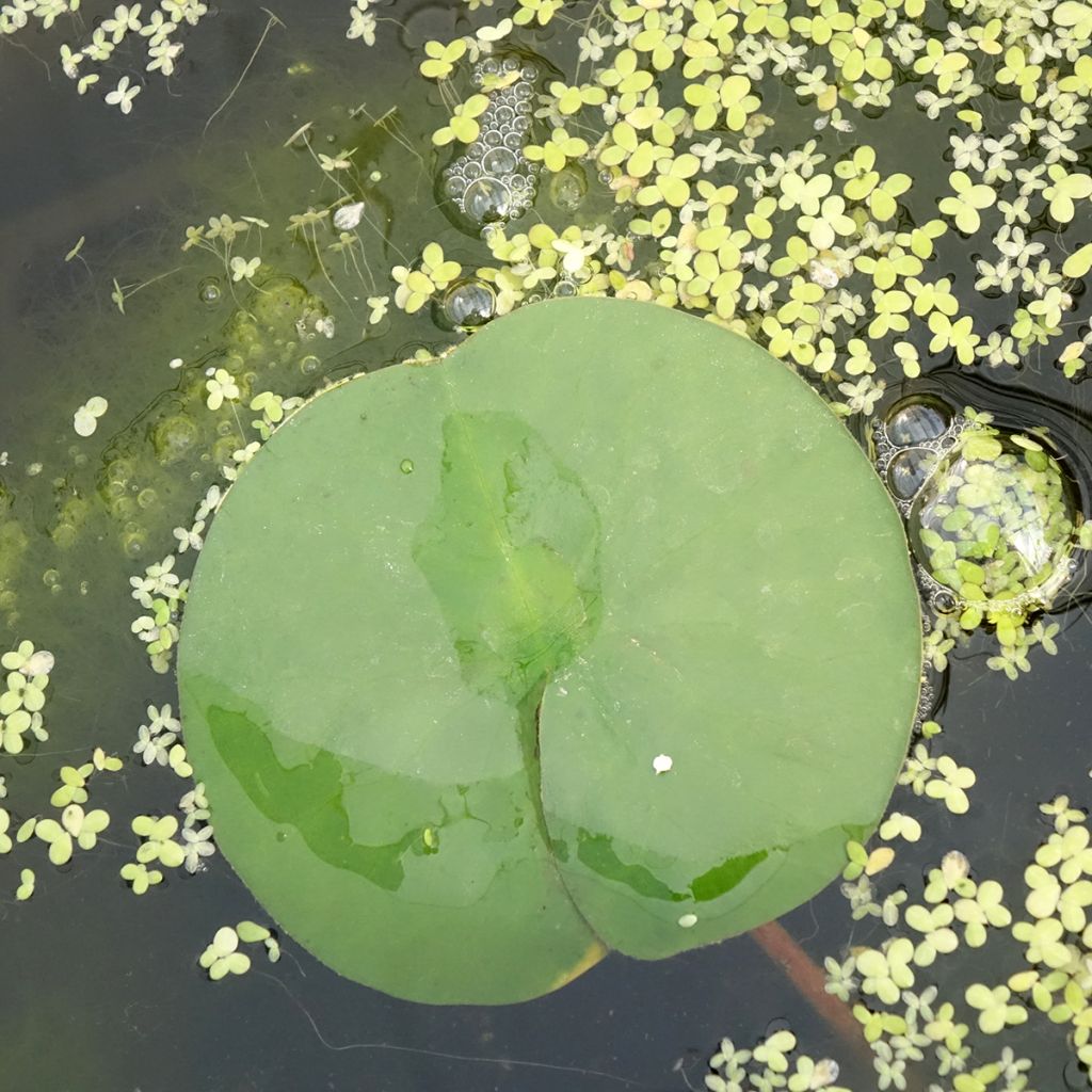 Nymphaea Marliacea Rubra Punctata - Waterlelie