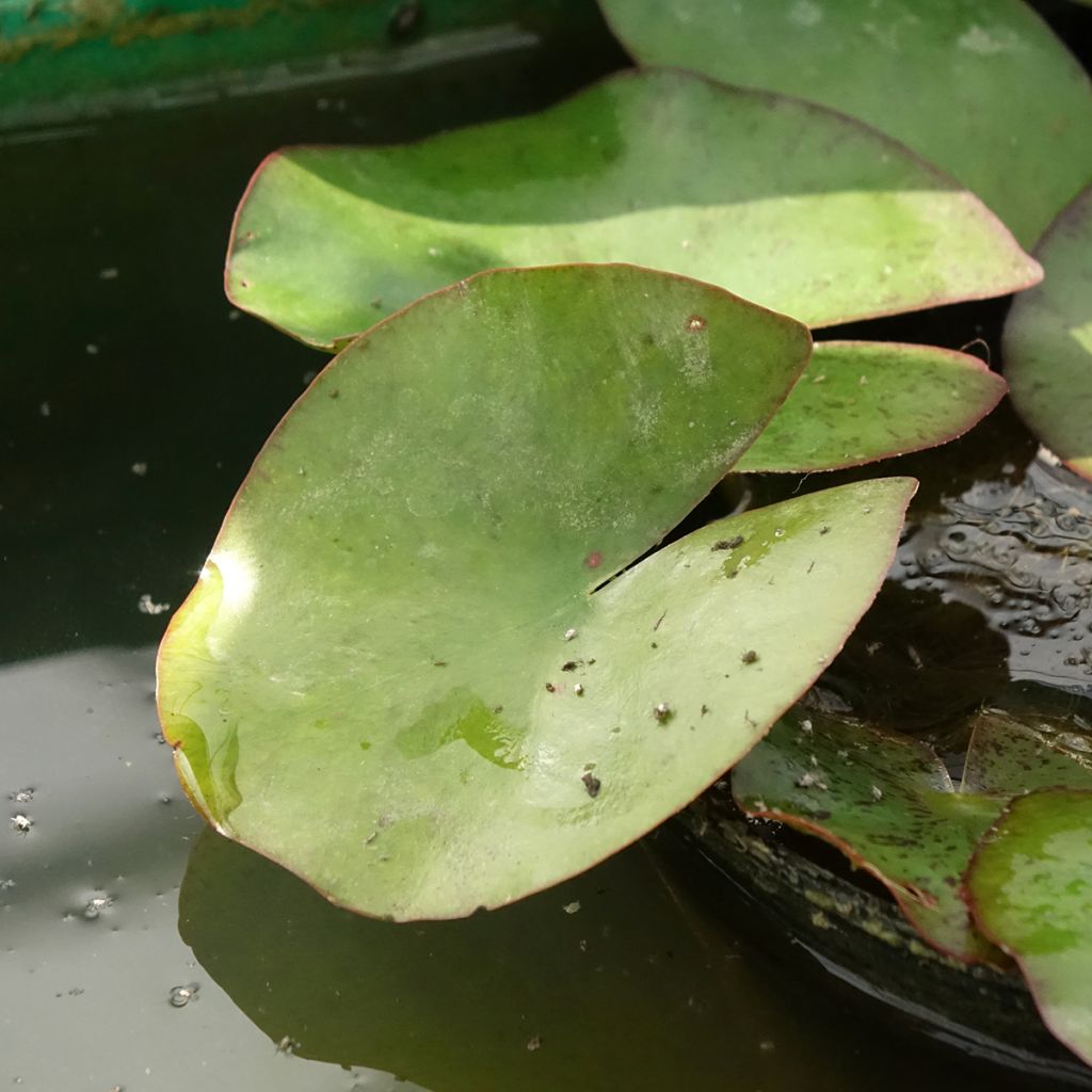 Nymphaea Moorei - Waterlelie