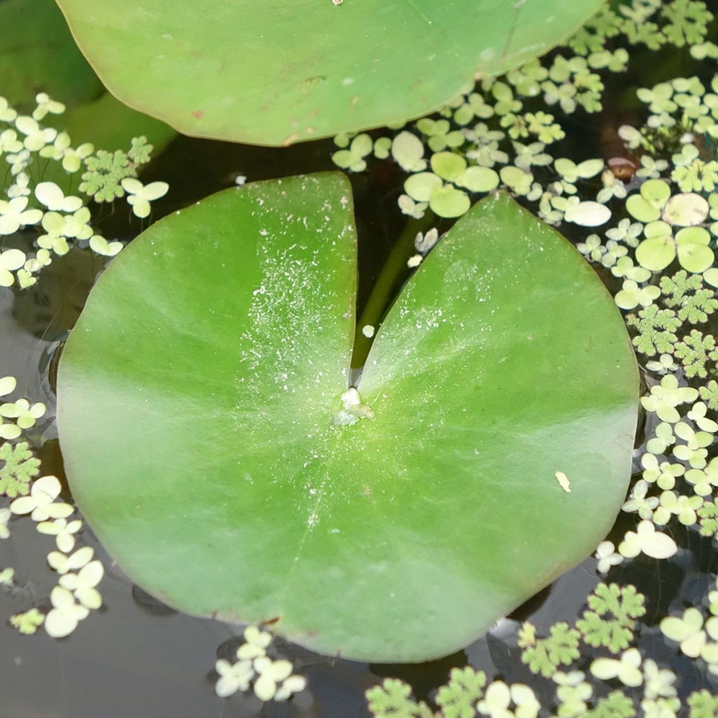 Nymphaea odorata Alba - Welriekende waterlelie