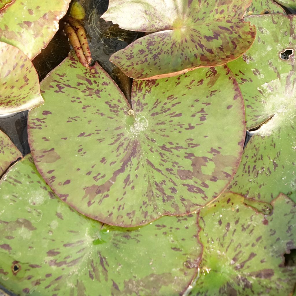 Nymphaea Texas Dawn - Waterlelie