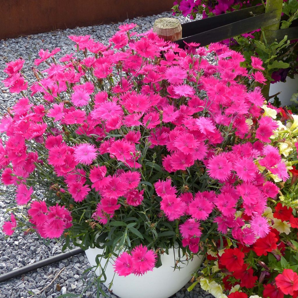 Anjer Suntory Pink - Dianthus