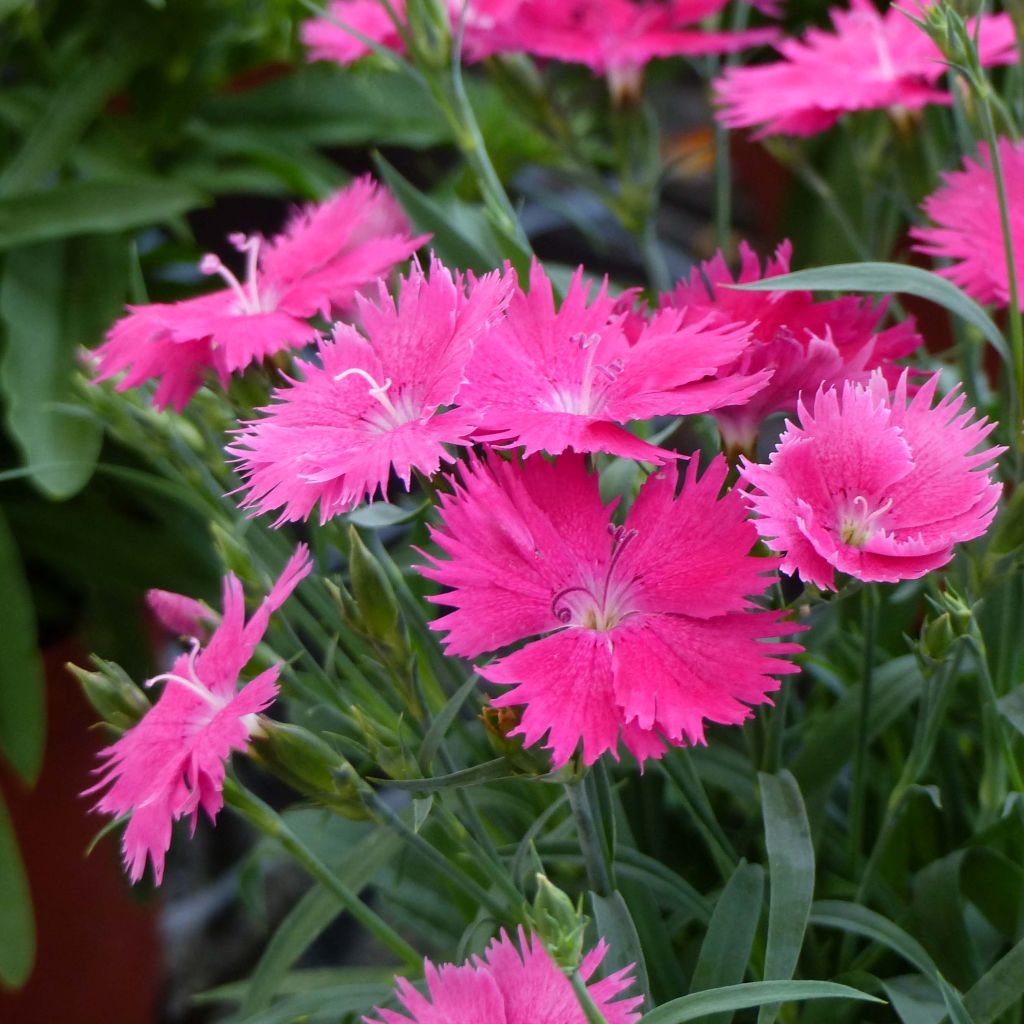Anjer Suntory Pink - Dianthus