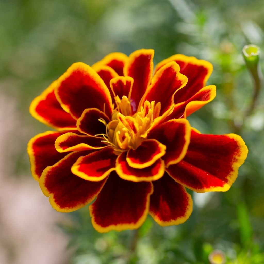Afrikaantje - Tagetes patula Durango Bolero (zaad)