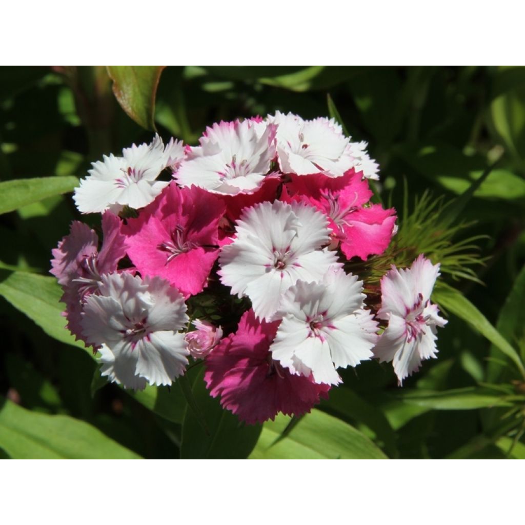 Duizendschoon Kaleidoscope (zaad) - Dianthus barbatus