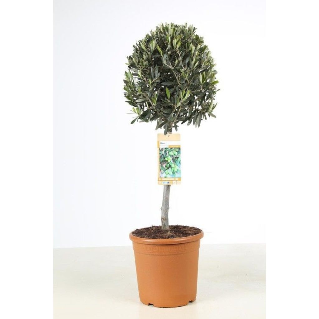 Olea europaea - Olijfboom op een steel
