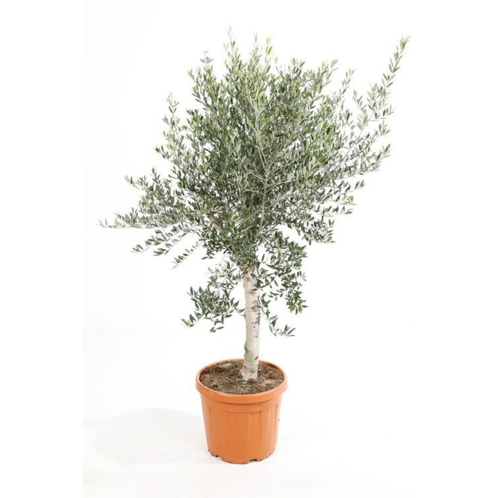 Olea europaea - Olijfboom op een steel