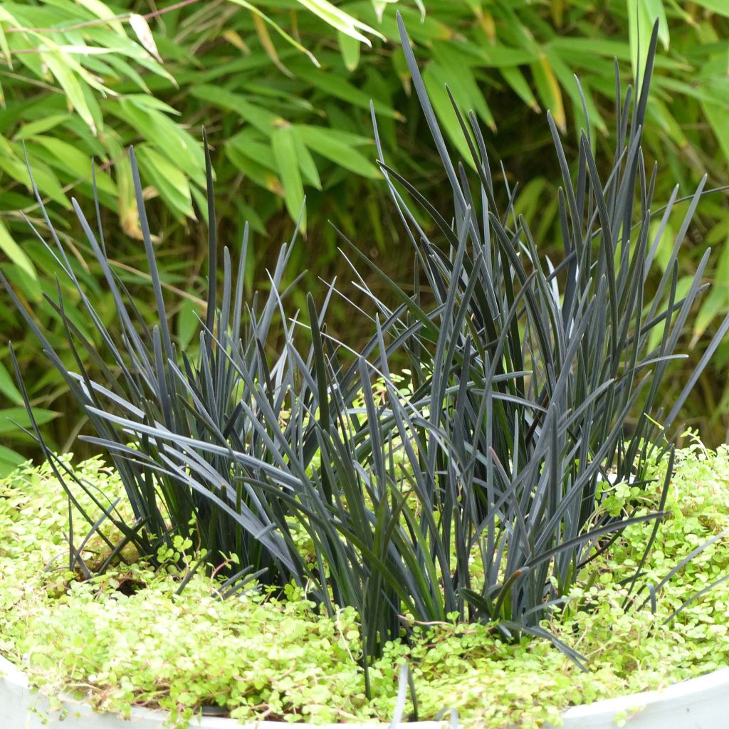 Ophiopogon Hosoba Kokuryu - Slangenbaard