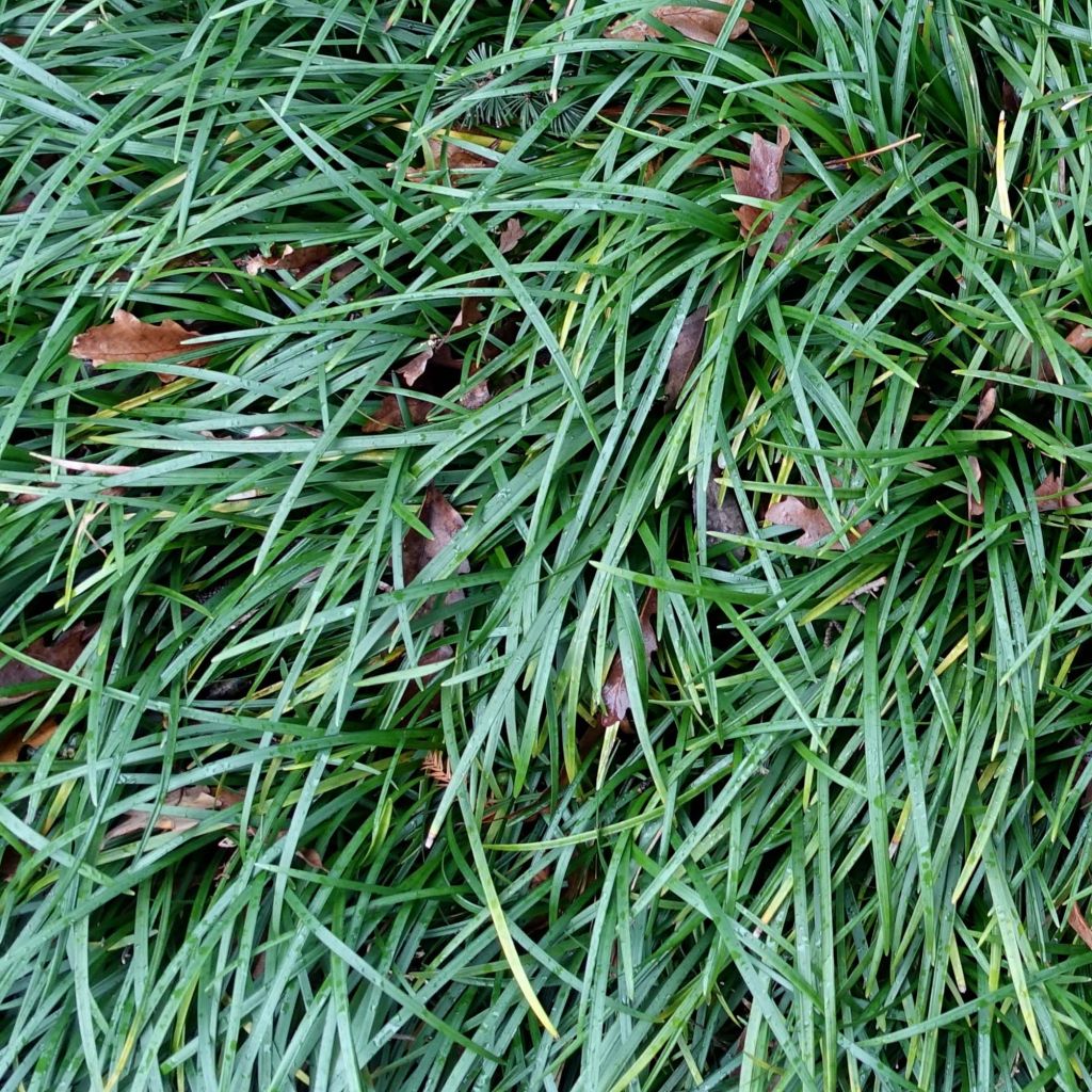 Ophiopogon planiscapus - Slangenbaard