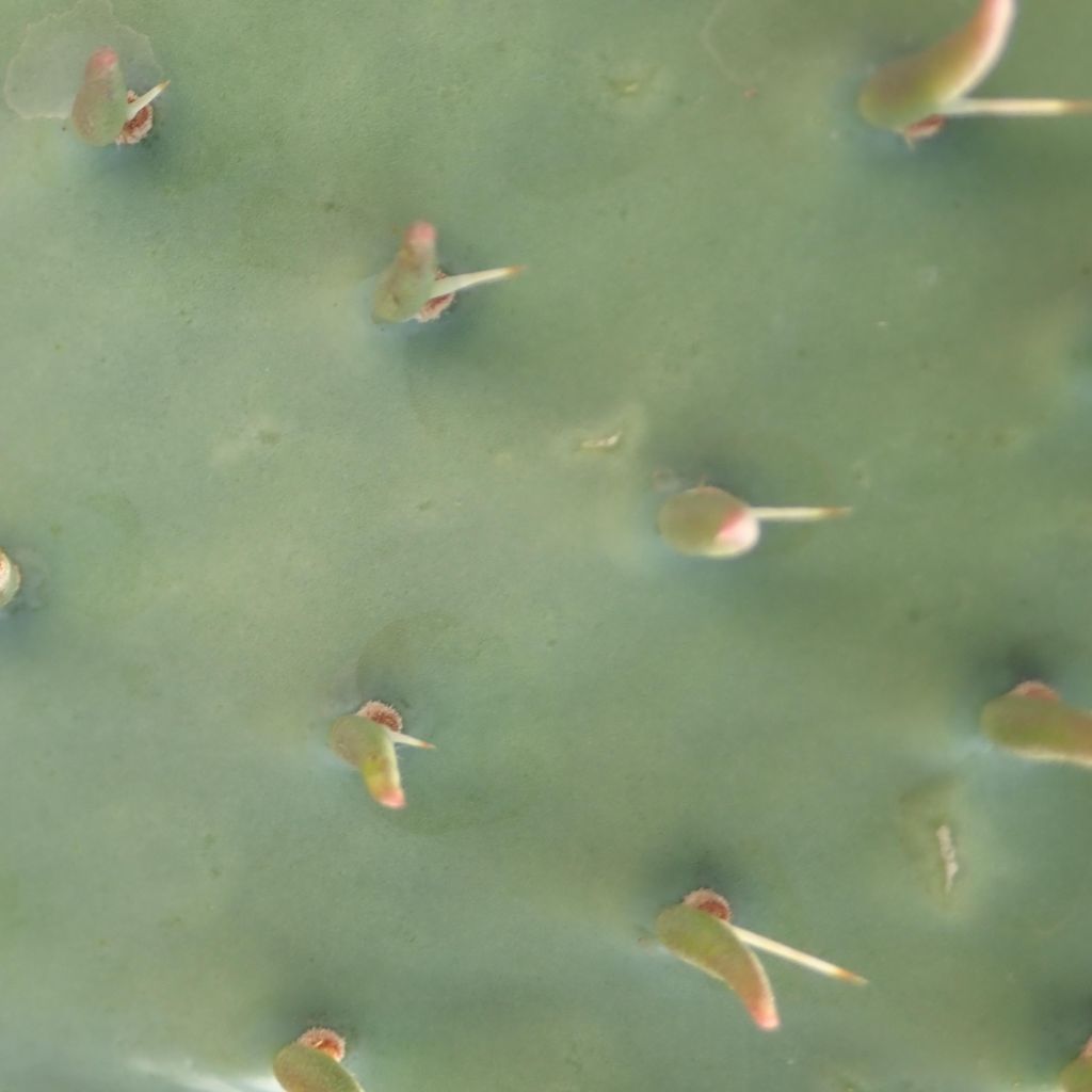 Opuntia angustata - Schijfcactus