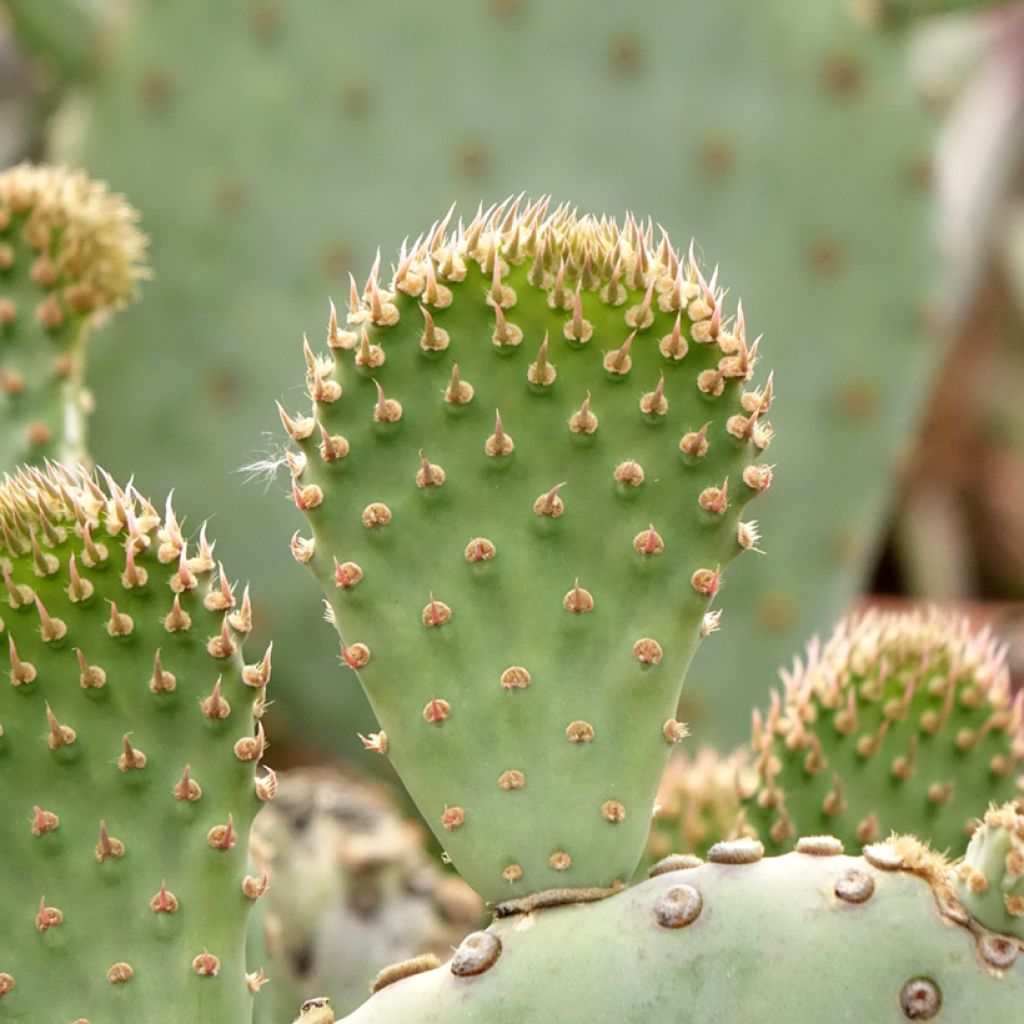 Opuntia basilaris - Schijfcactus