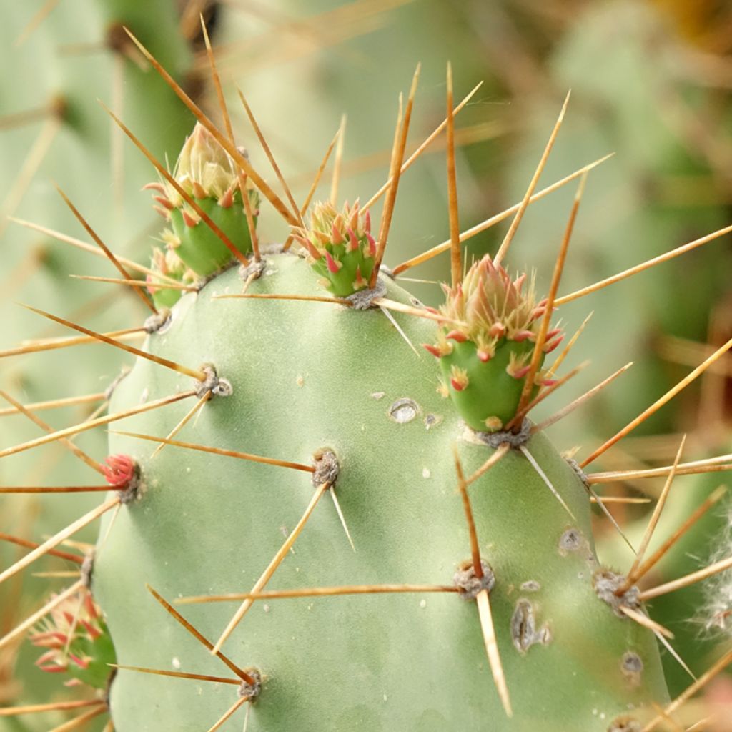 Opuntia bergeriana - Schijfcactus