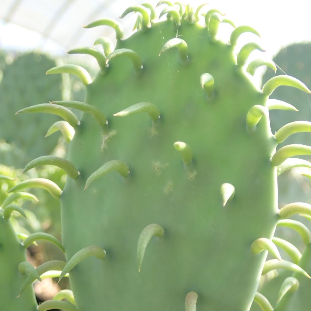 Opuntia cacanapa Ellisiana - Schijfcactus