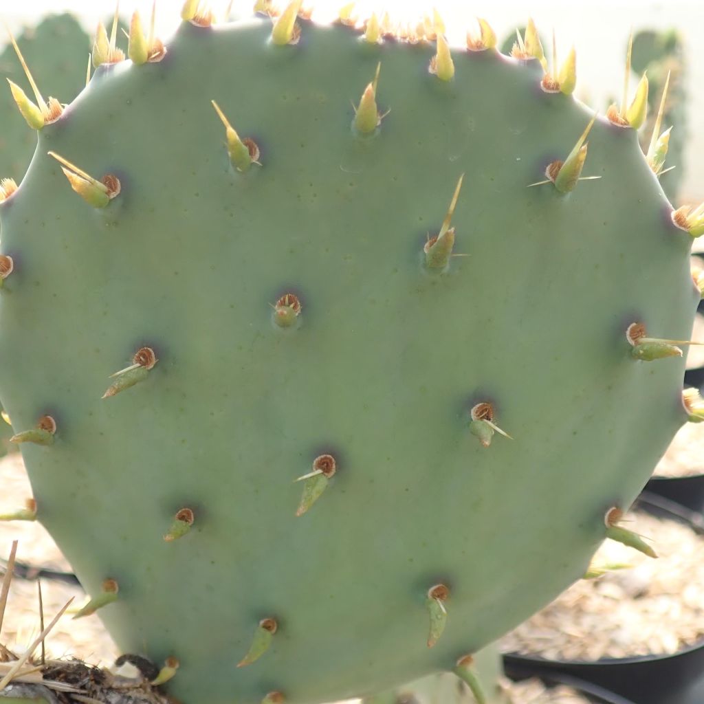 Opuntia cyclodes - Schijfcactus