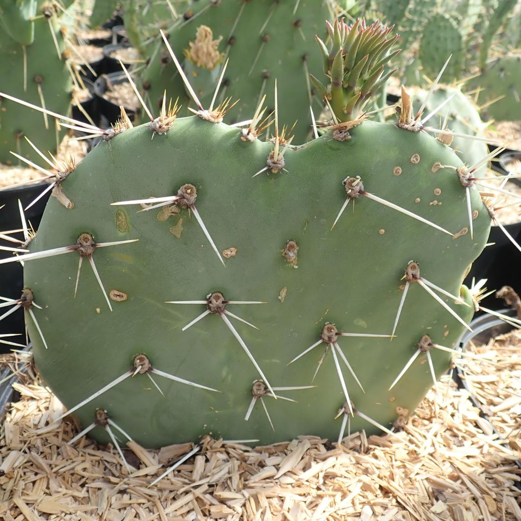 Opuntia discata - Schijfcactus