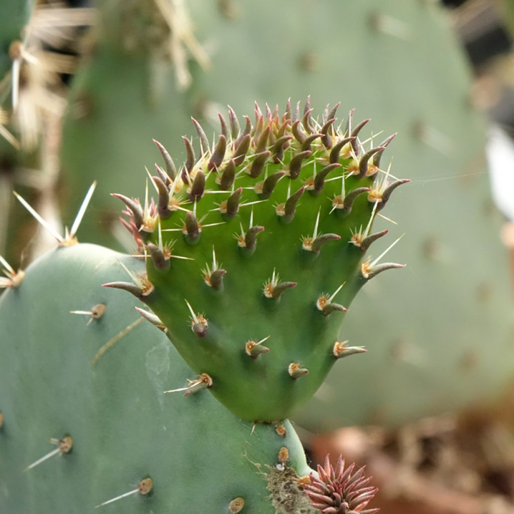 Opuntia discata - Schijfcactus