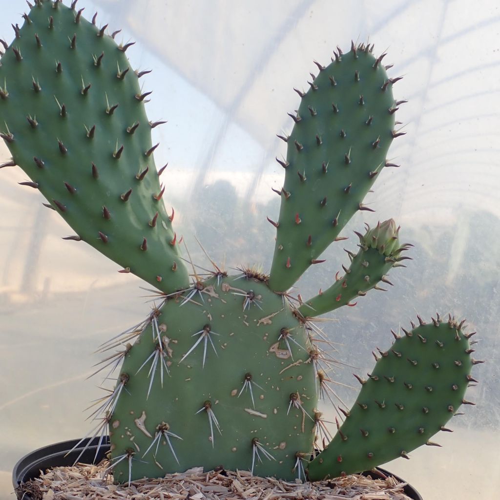 Opuntia dulcis - Schijfcactus