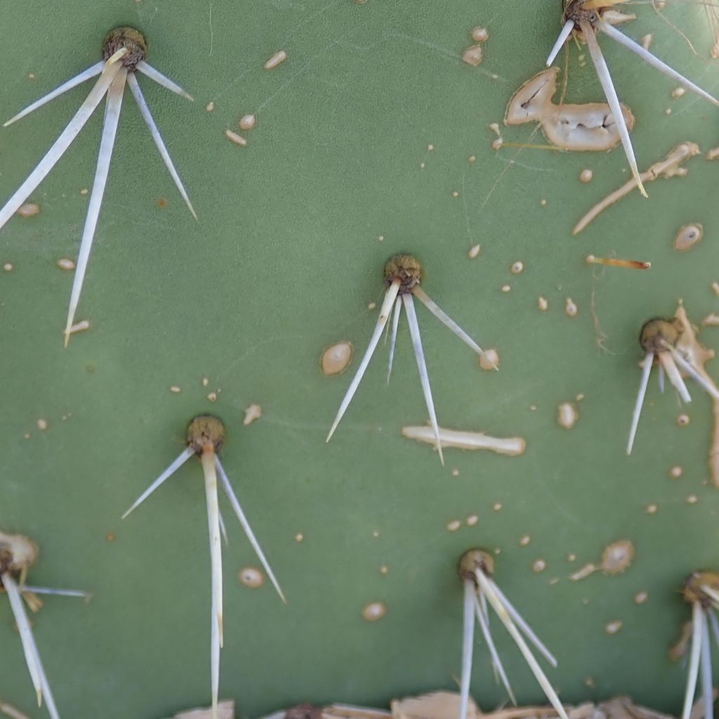 Opuntia dulcis - Schijfcactus