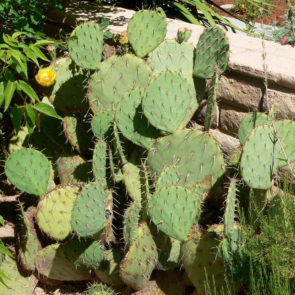 Opuntia engelmannii - Schijfcactus