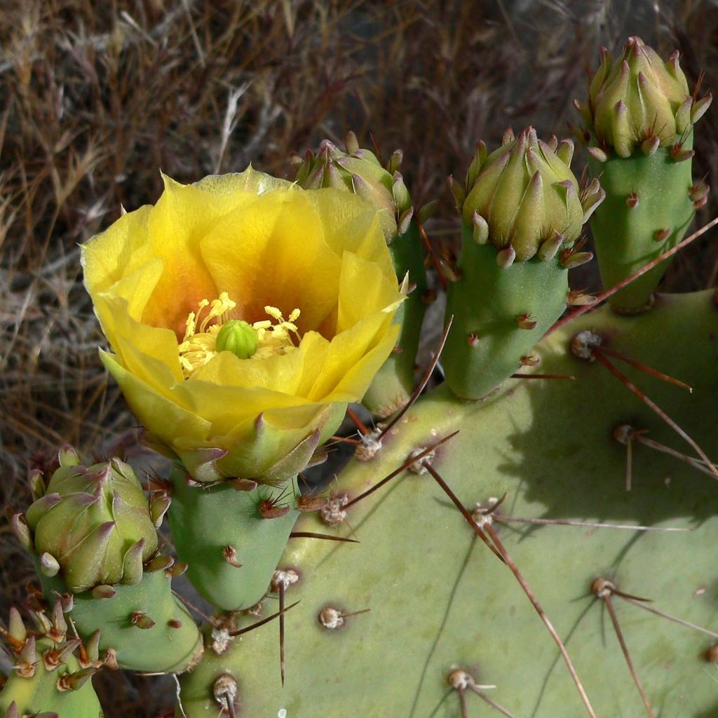 Opuntia engelmannii - Schijfcactus