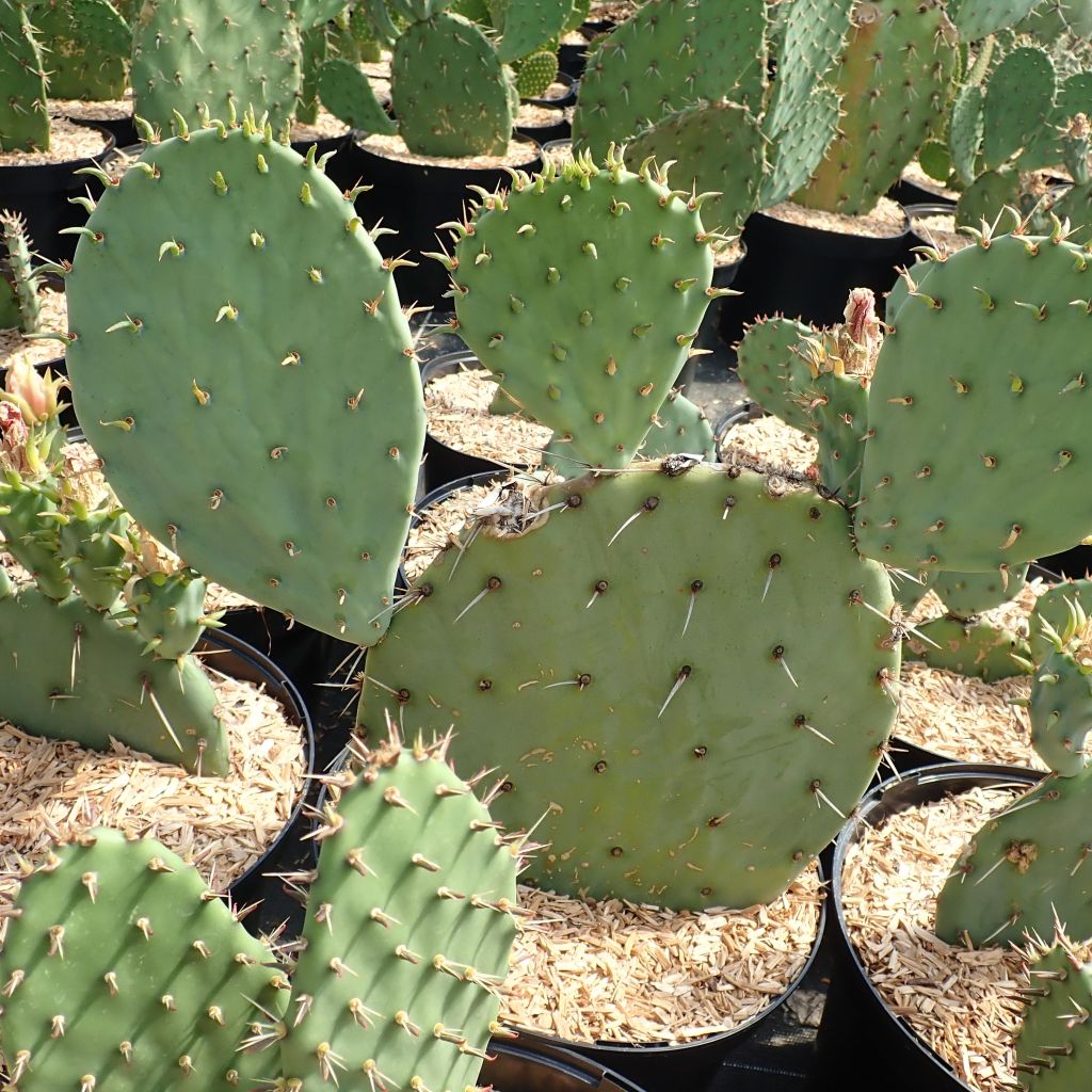 Opuntia engelmannii Belen - Schijfcactus