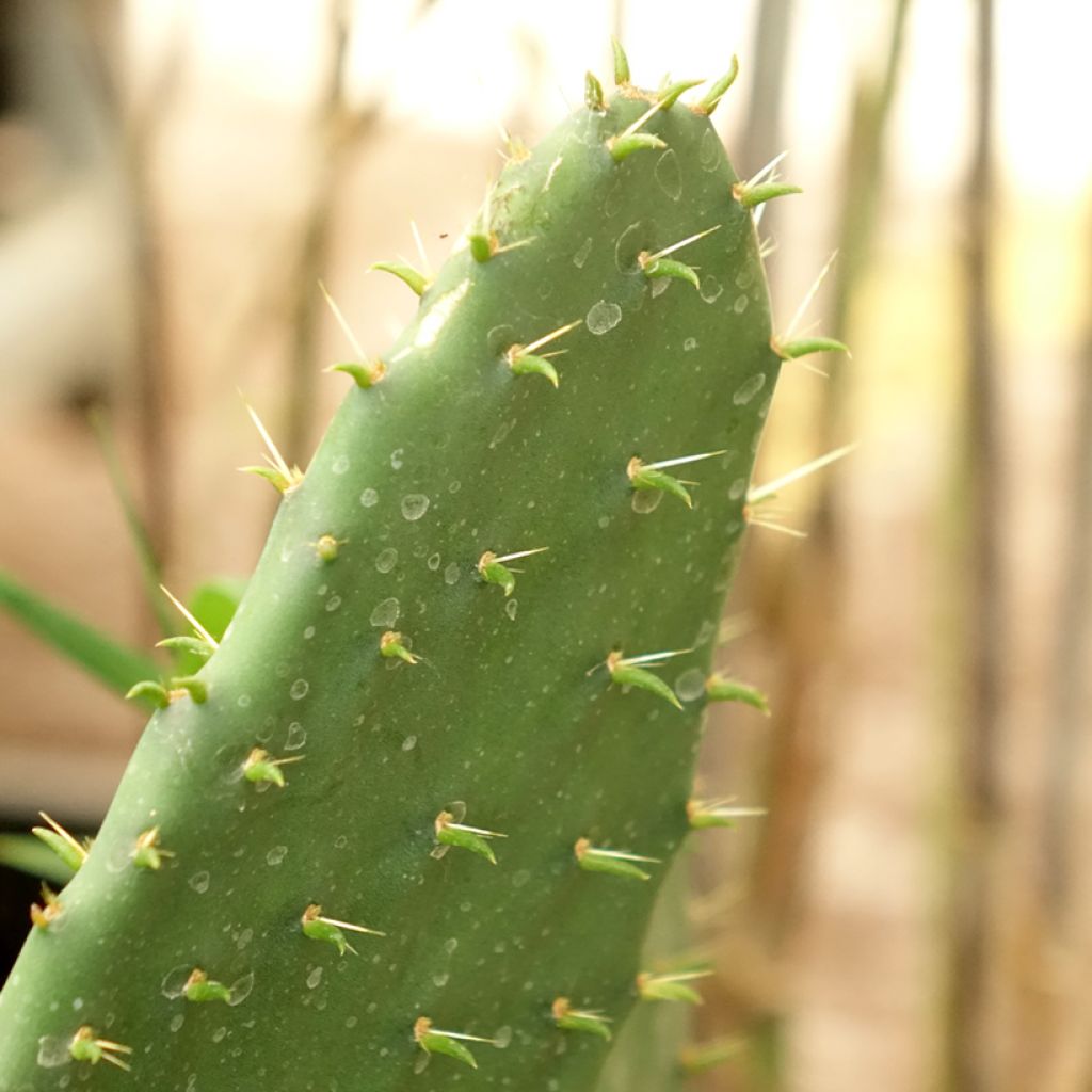Opuntia engelmannii lindheimeri - Schijfcactus