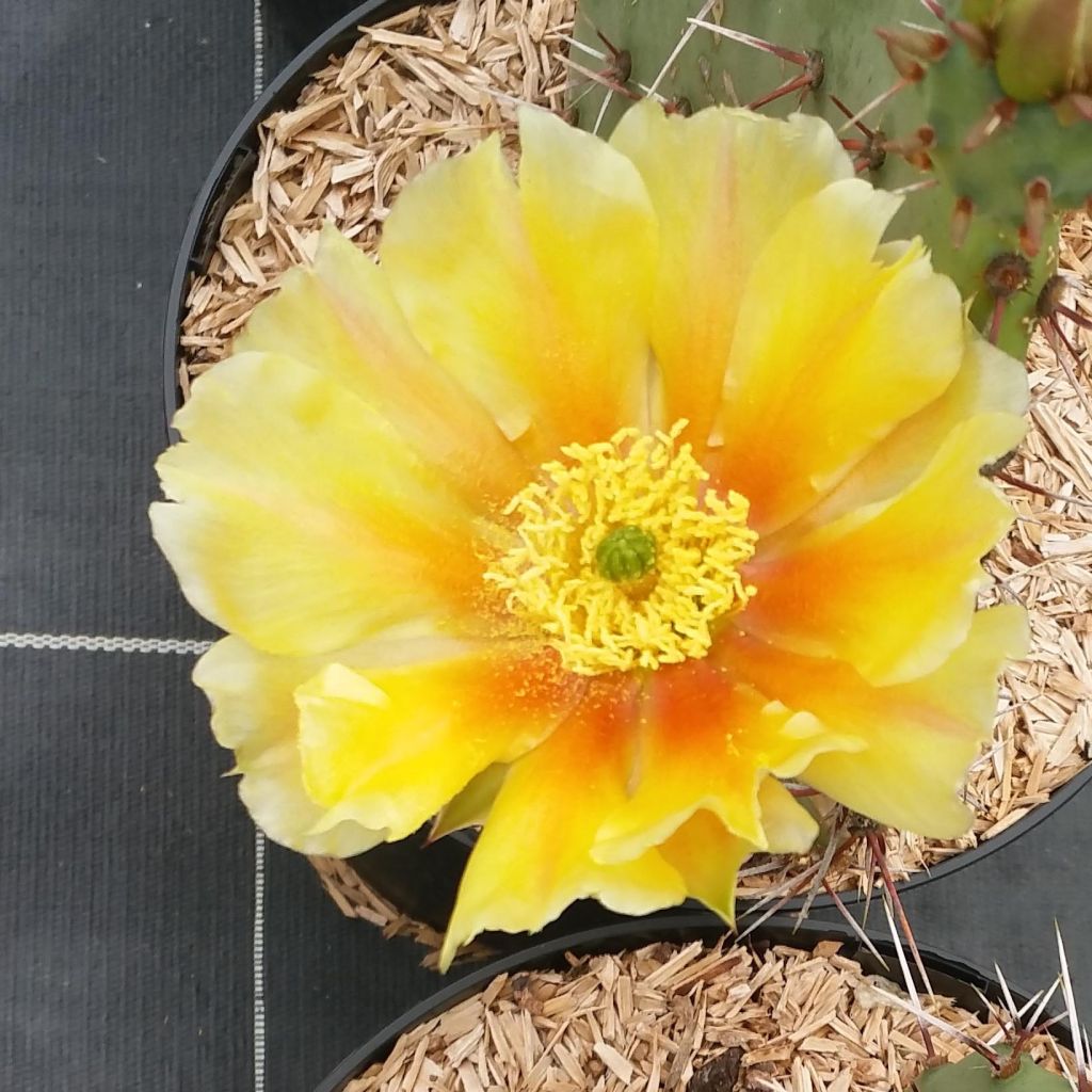 Opuntia engelmannii rastrera - Schijfcactus