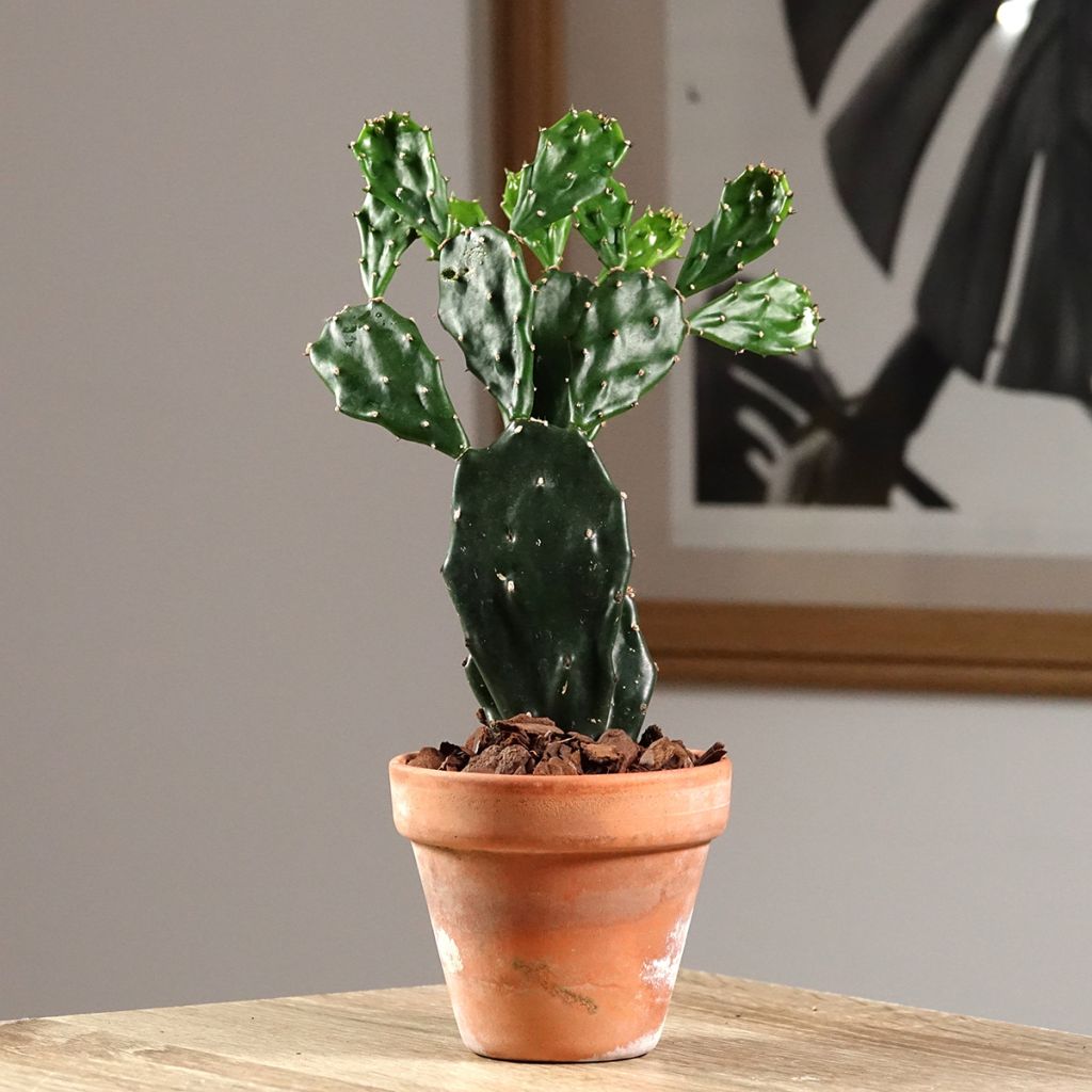 Opuntia jamaicensis - Schijfcactus