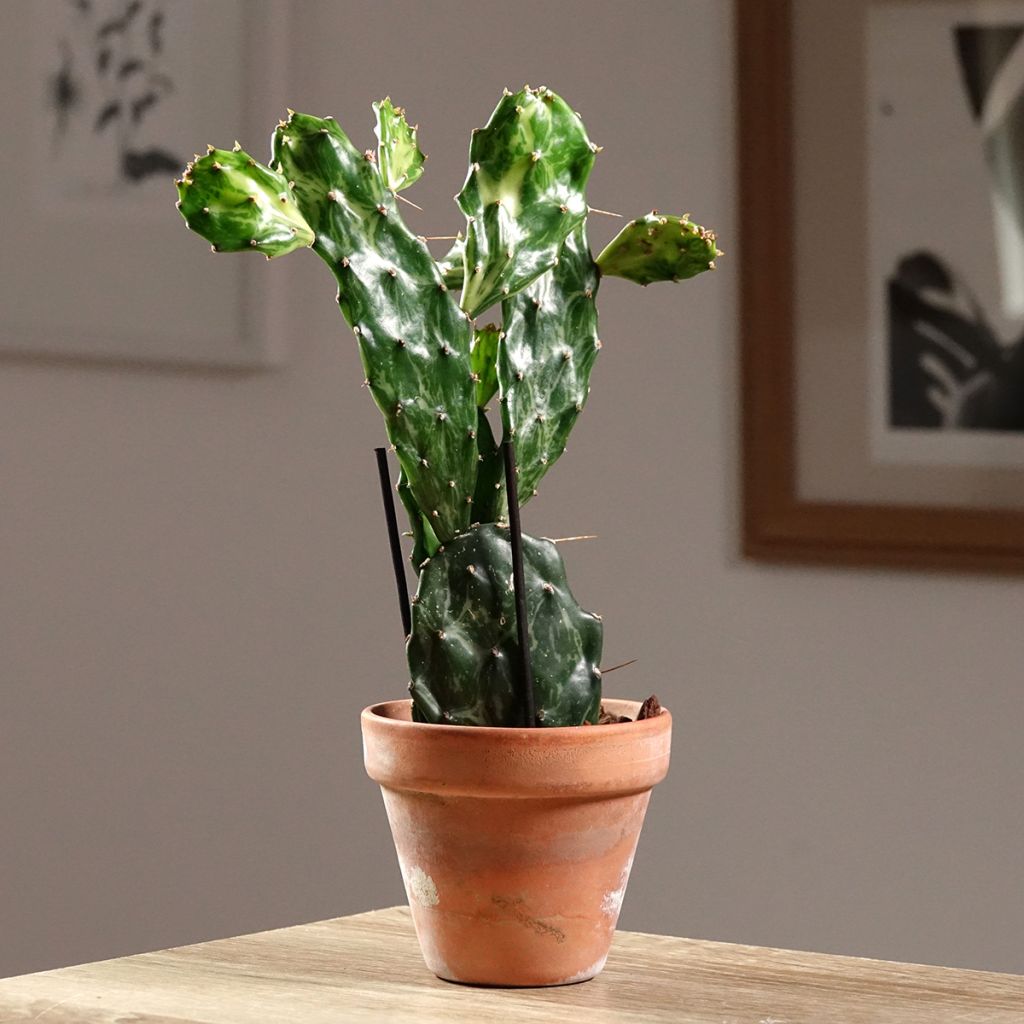 Opuntia jamaicensis Ghost - Schijfcactus