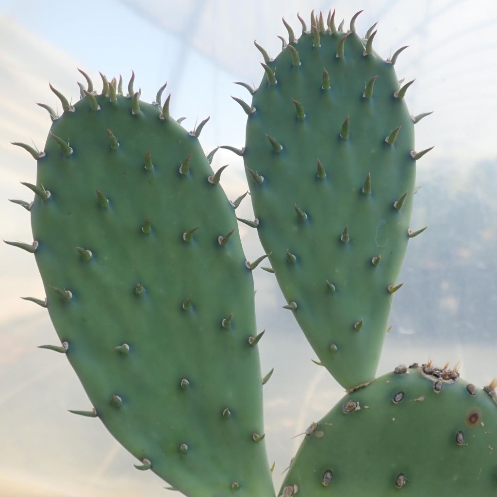 Opuntia laevis - Schijfcactus