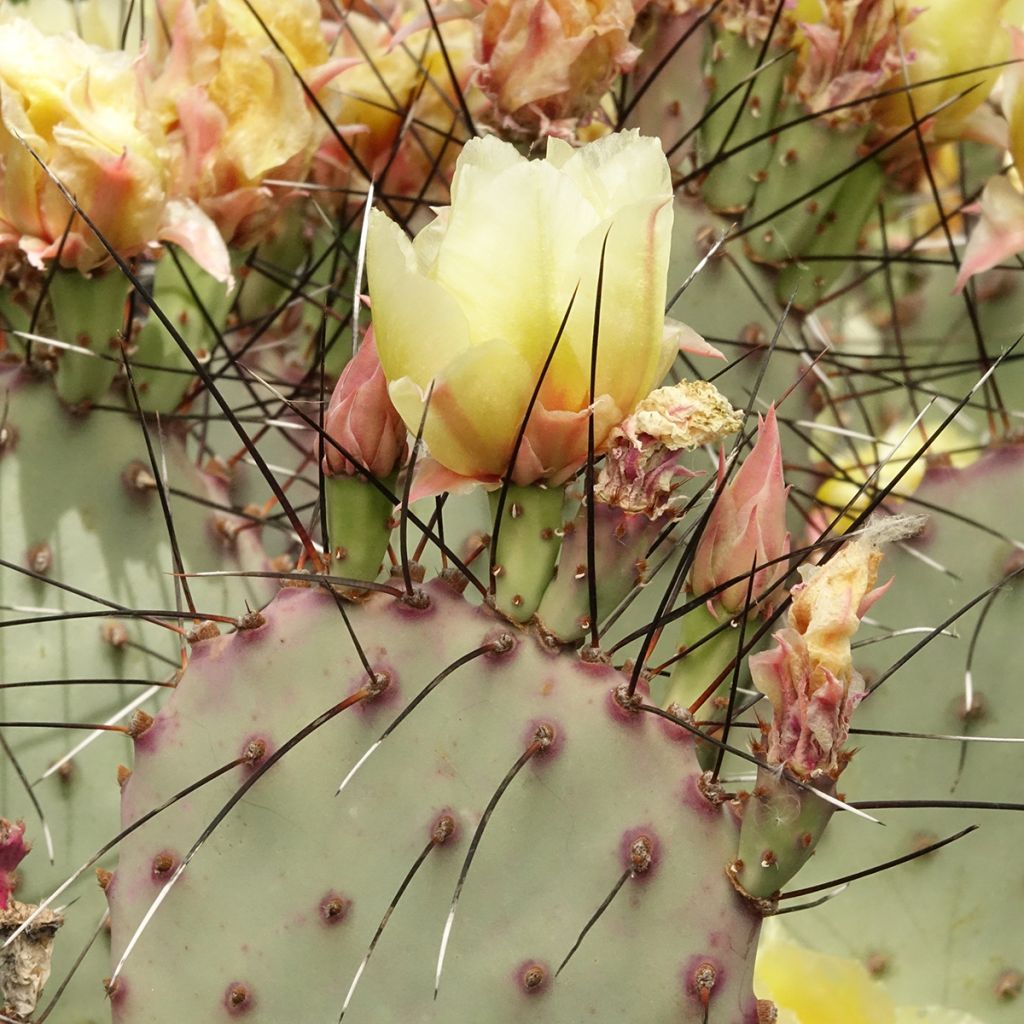 Opuntia macrocentra - Vijgcactus sleedoorn