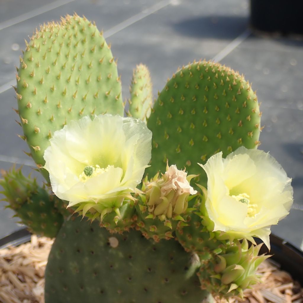 Opuntia microdasys Caress - Konijnenoren