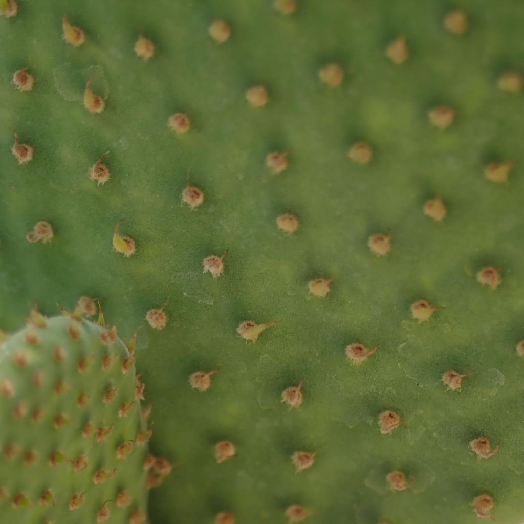 Opuntia microdasys Caress - Konijnenoren