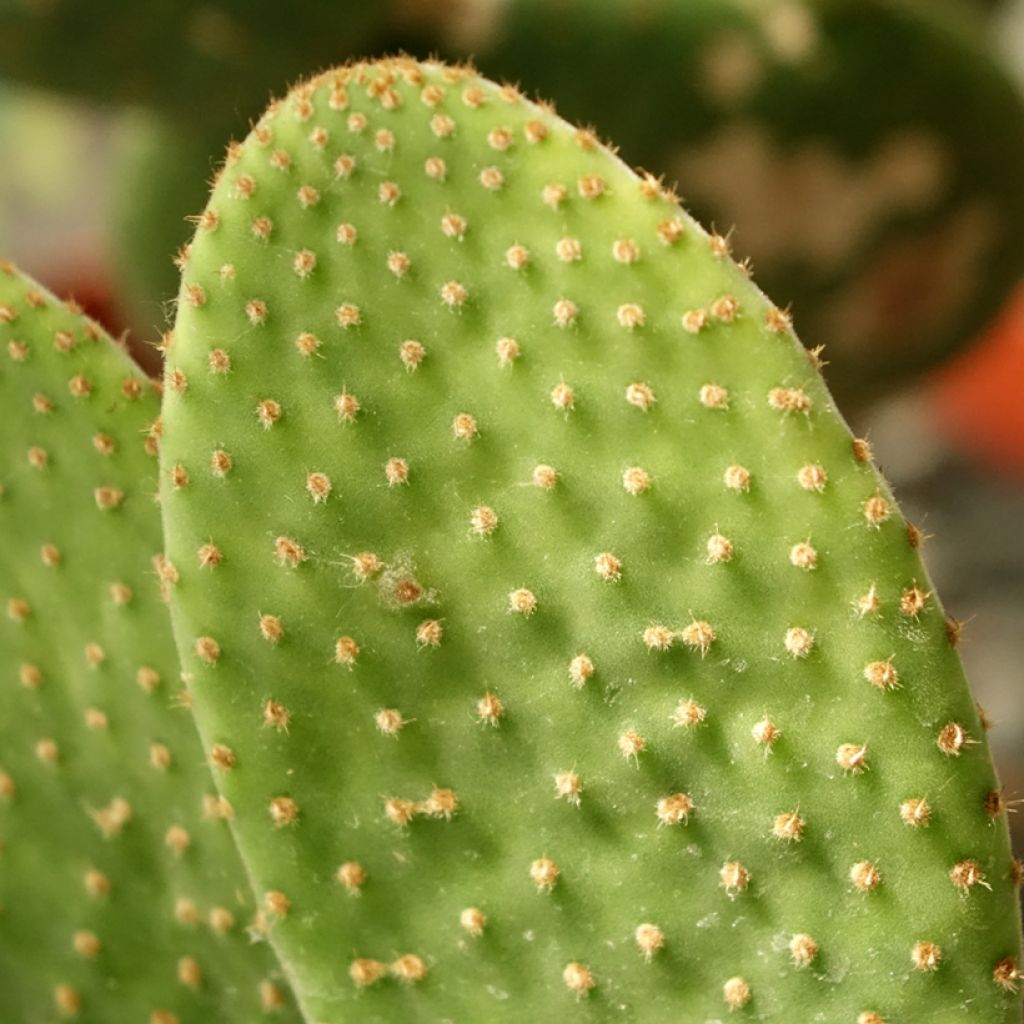Opuntia microdasys Caress - Konijnenoren