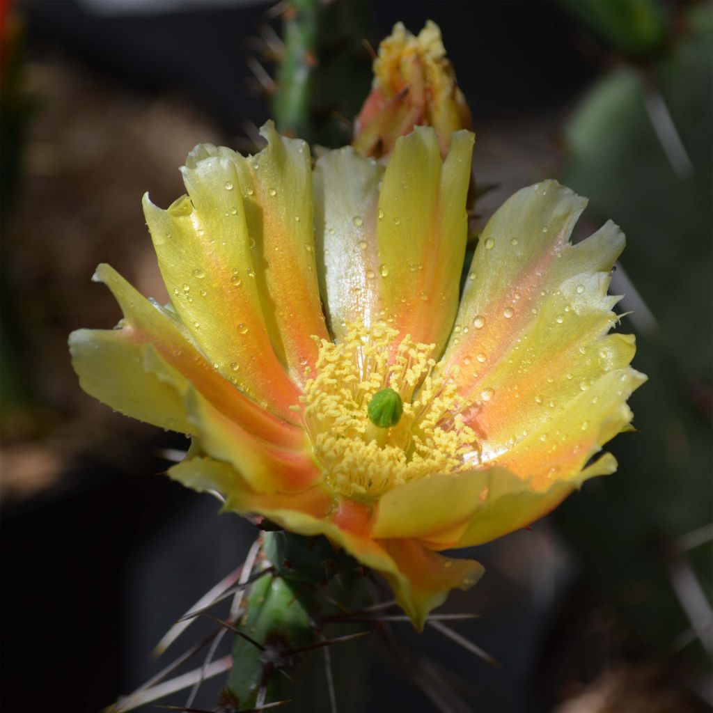 Opuntia phaeacantha Mojavensis - Schijfcactus