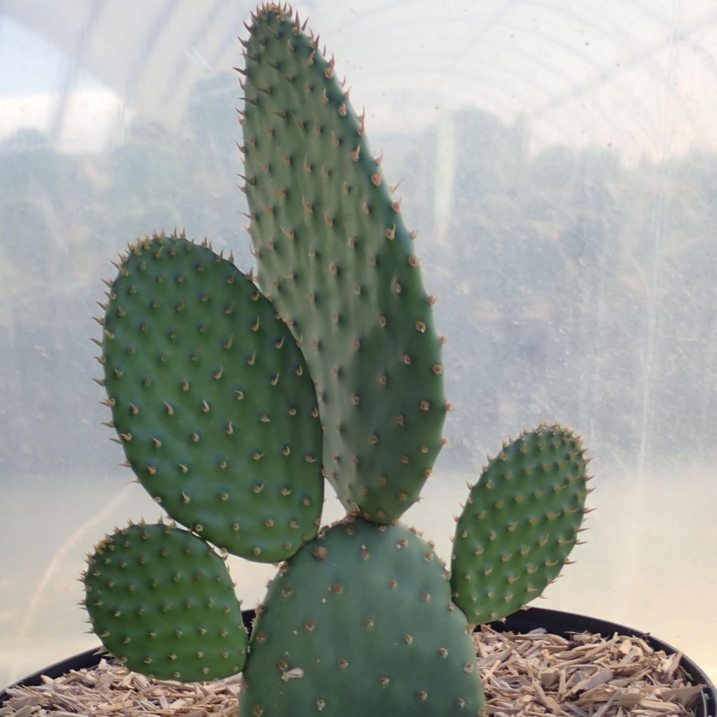 Opuntia rufida - Vijgcactus
