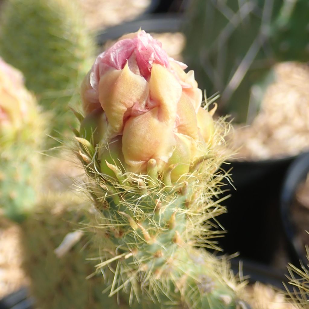 Opuntia scheeri - Schijfcactus