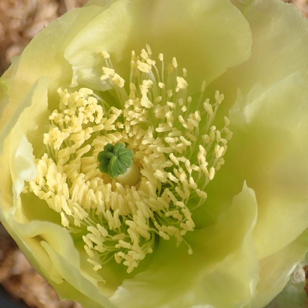 Opuntia scheeri - Schijfcactus