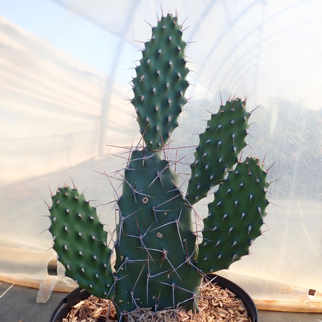 Opuntia sulfurea - Schijfcactus