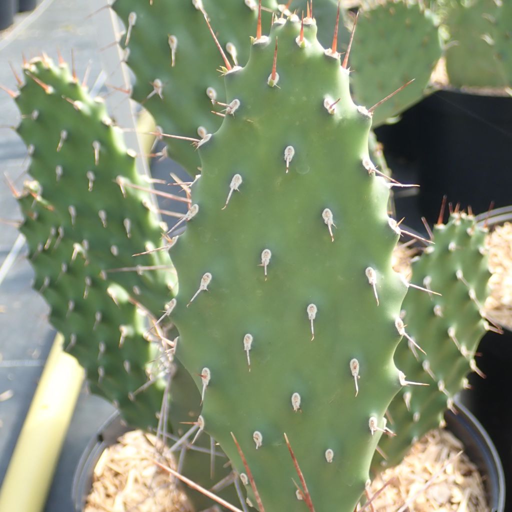 Opuntia sulfurea - Schijfcactus