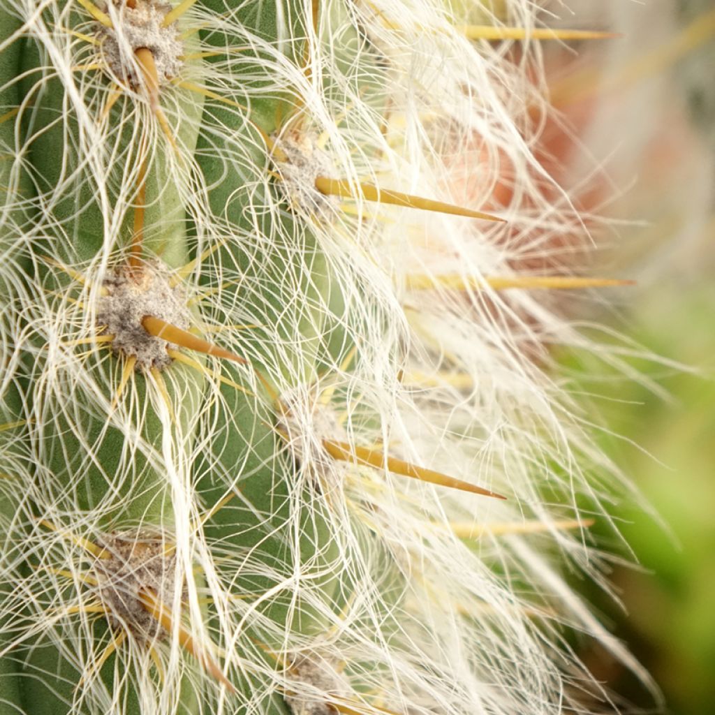 Oreocereus leucotrichus - Cactus