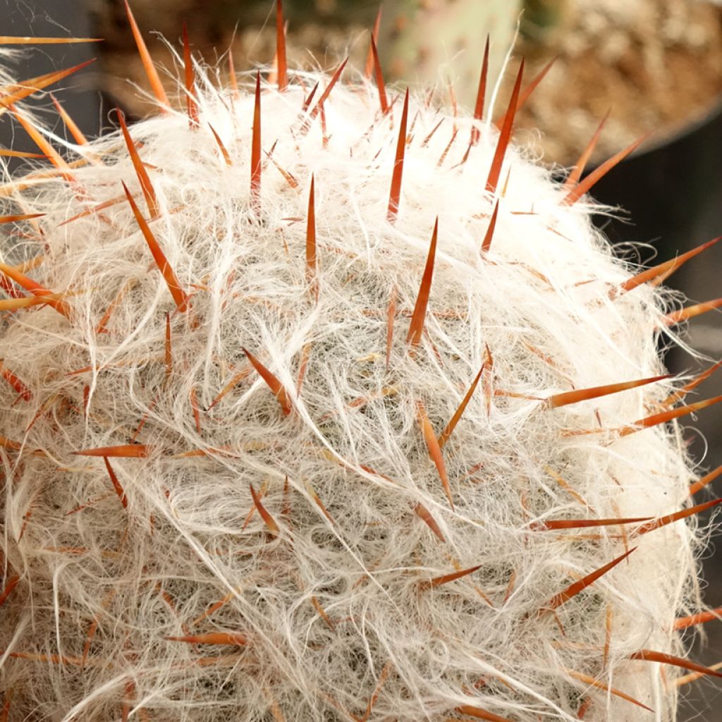 Oreocereus trollii - Oude man van de Andes