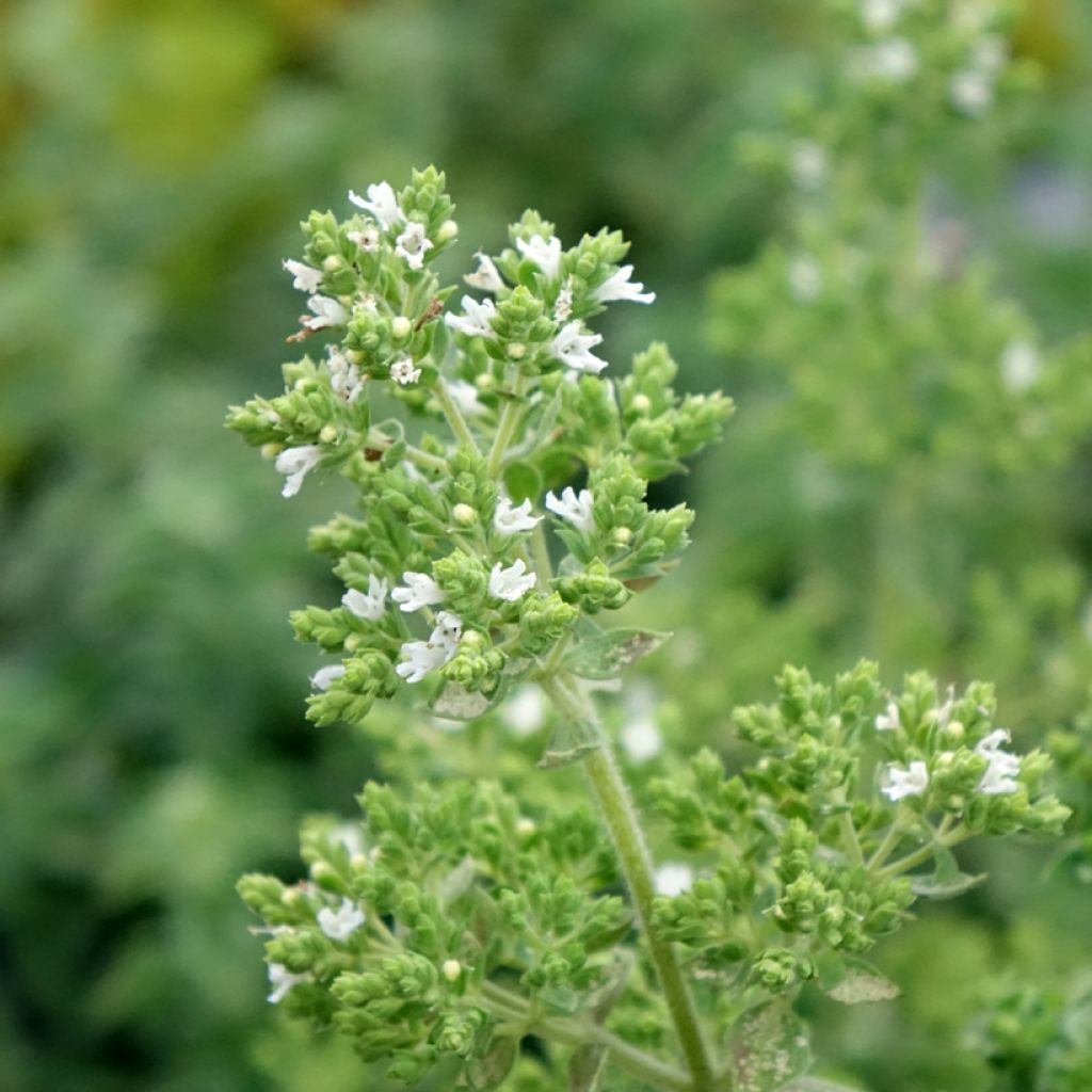 Wilde marjolein Hot and Spicy