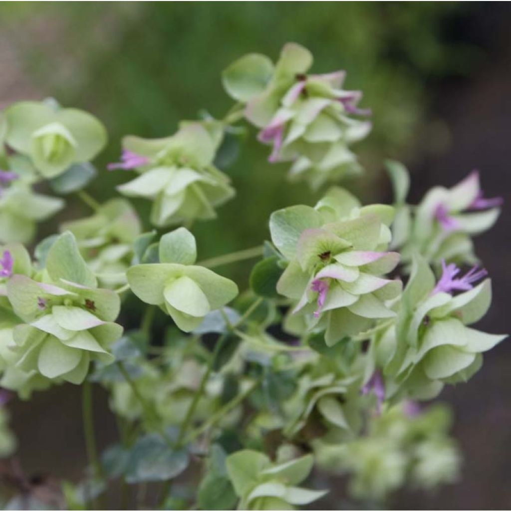 Origanum rotundifolium Kent Beauty - Marjolein
